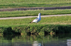 Larus delawarensis