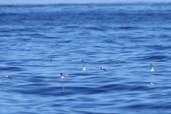Phalaropus fulicarius