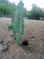 Synandrospadix vermitoxicus