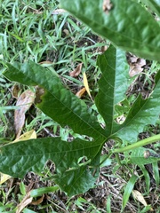 Cionosicys macranthus