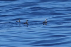 Phalaropus fulicarius