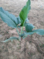 Synandrospadix vermitoxicus