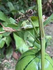 Cionosicys macranthus