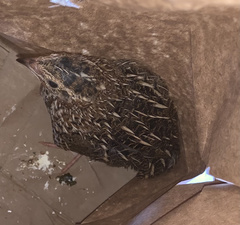 Coturnix