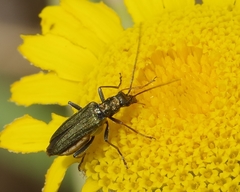 Oedemera flavipes