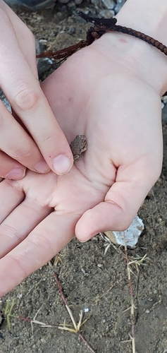 Red-spotted Toad