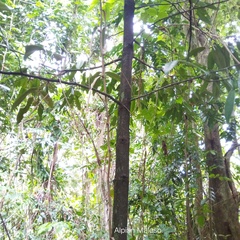 Diospyros celebica