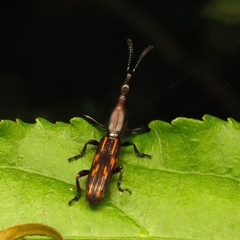 Brentus vulneratus
