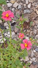 Portulaca cryptopetala