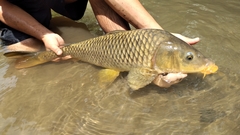 Common Carp photo 5