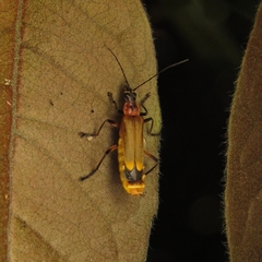Chauliognathus atroscutellaris