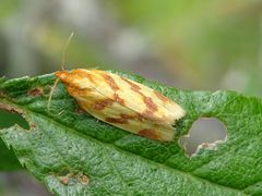 Clepsis pallidana