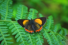 Heliophorus brahma