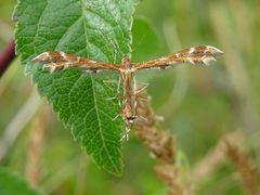 Oxyptilus pilosellae