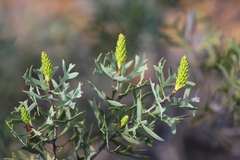 Petrophile shuttleworthiana