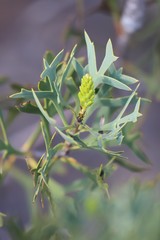 Petrophile shuttleworthiana
