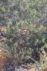 Petrophile shuttleworthiana