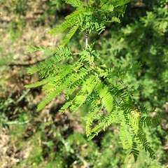 Prosopis caldenia