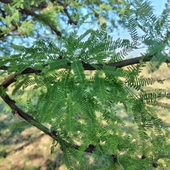 Prosopis caldenia