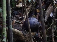 Rafflesia micropylora