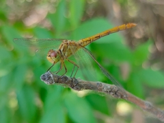 Sympetrum meridionale