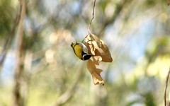 Melithreptus gularis
