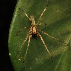 Anyphaenidae
