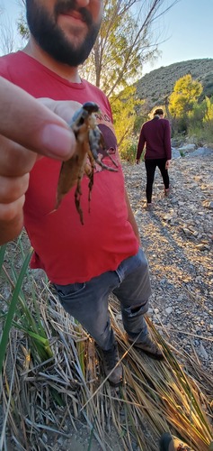 Lethocerus medius