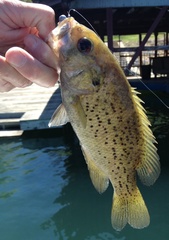 Ambloplites constellatus