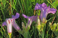 Ipomoea descolei