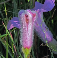 Ipomoea descolei