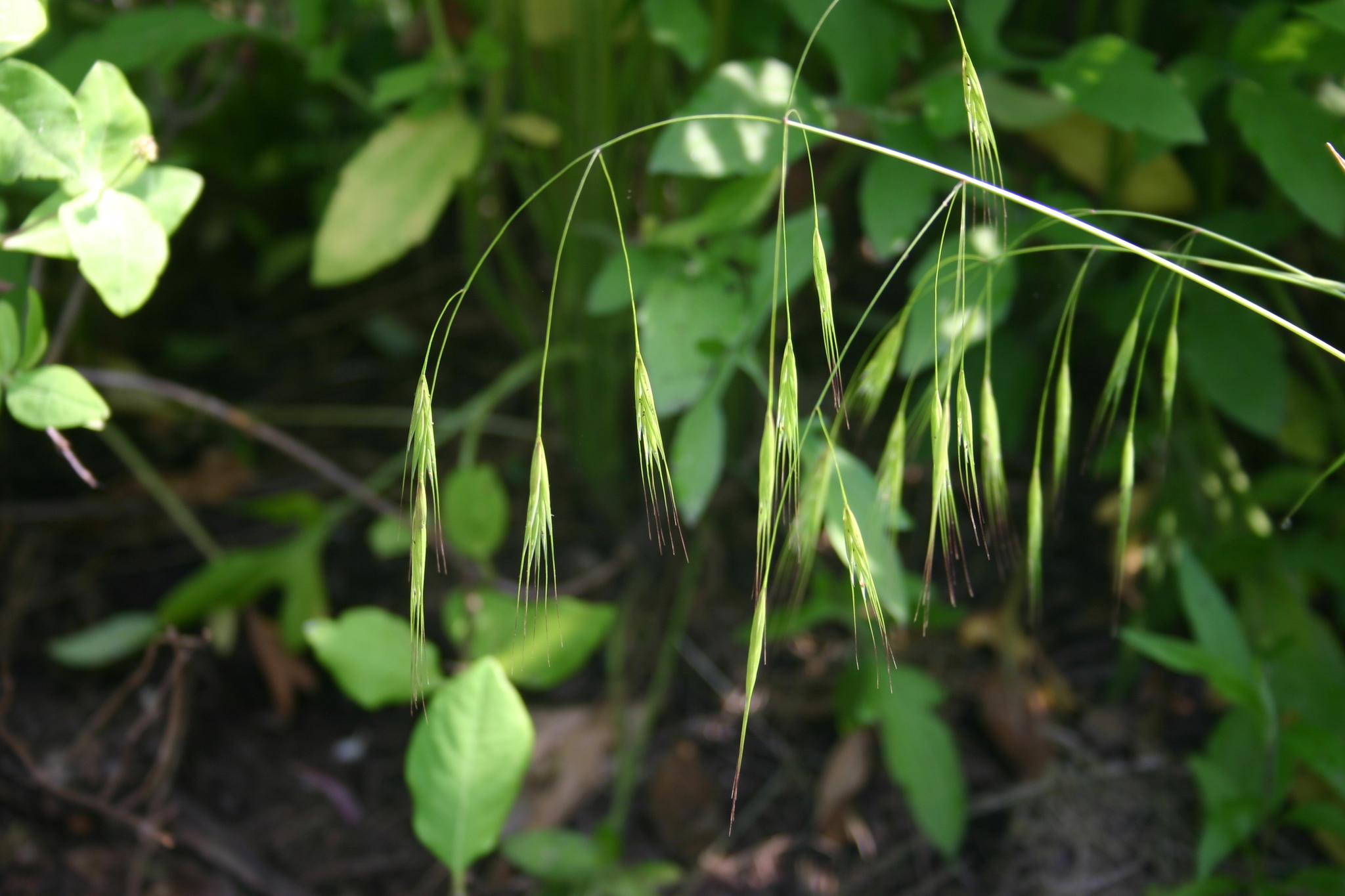 Schizachne