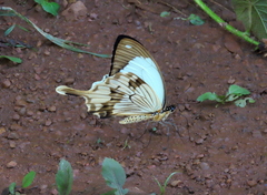 Papilio dardanus dardanus