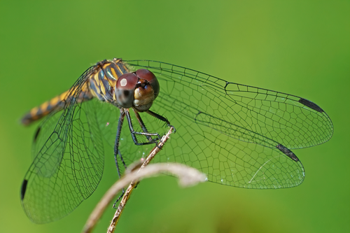 Spot-tailed Dasher photo 4