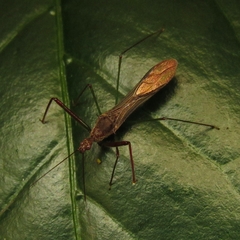 Reduviidae