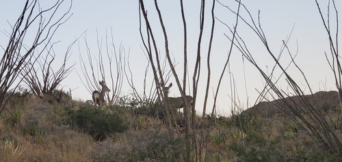 Desert Mule Deer