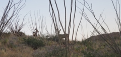 Odocoileus hemionus eremicus