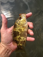 Ambloplites ariommus