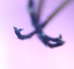 Acrosathe annulata