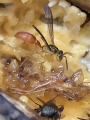 Agelaia centralis image