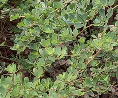 Coronilla valentina