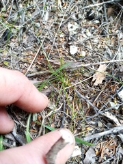 Poa imbecilla