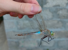 Anax parthenope
