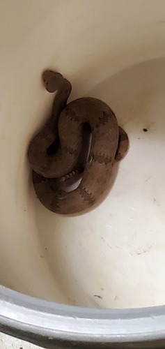 Mottled Rock Rattlesnake