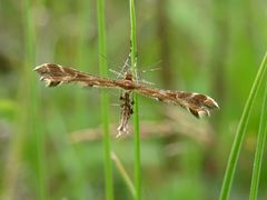 Oxyptilus pilosellae