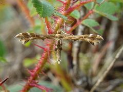 Oxyptilus pilosellae