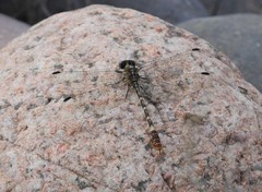 Erpetogomphus lampropeltis