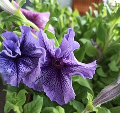 Petunia