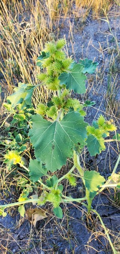 rough cocklebur