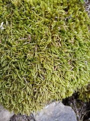 Acrocladium chlamydophyllum